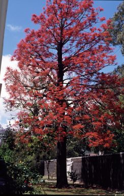 APII jpeg image of Brachychiton acerifolius  © contact APII