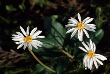 APII jpeg image of Olearia grandiflora  © contact APII