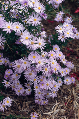 APII jpeg image of Olearia picridifolia  © contact APII