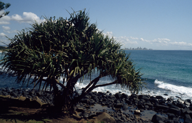 APII jpeg image of Pandanus  © contact APII