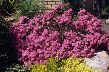 APII jpeg image of Pimelea ferruginea  © contact APII