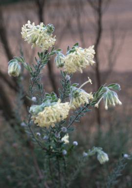 APII jpeg image of Pimelea octophylla  © contact APII