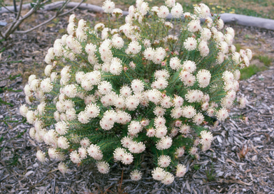 APII jpeg image of Pimelea spectabilis  © contact APII