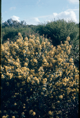 APII jpeg image of Pomaderris ferruginea  © contact APII