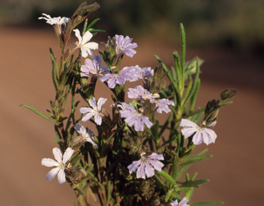 APII jpeg image of Scaevola linearis subsp. linearis  © contact APII