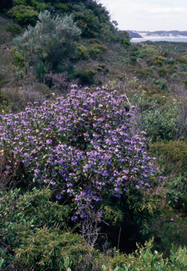 APII jpeg image of Scaevola nitida  © contact APII