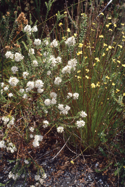 APII jpeg image of Sprengelia incarnata  © contact APII