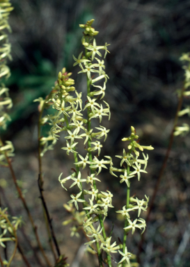 APII jpeg image of Stackhousia aspericocca  © contact APII