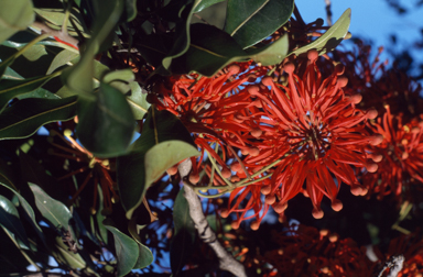 APII jpeg image of Stenocarpus sinuatus  © contact APII