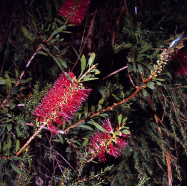 APII jpeg image of Callistemon sp.  © contact APII