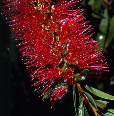APII jpeg image of Callistemon sp.  © contact APII