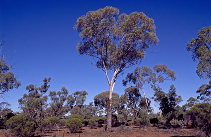 APII jpeg image of Eucalyptus clelandiorum  © contact APII