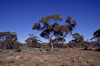 APII jpeg image of Eucalyptus longissima  © contact APII