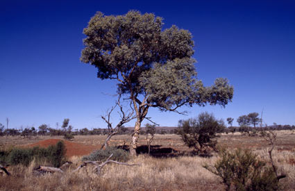 APII jpeg image of Eucalyptus intertexta  © contact APII