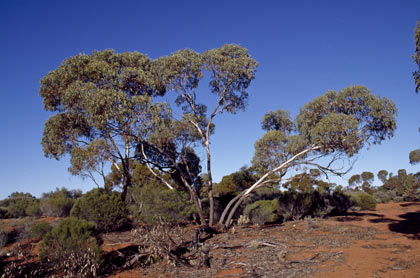 APII jpeg image of Eucalyptus moderata  © contact APII