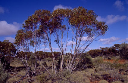 APII jpeg image of Eucalyptus rigidula  © contact APII