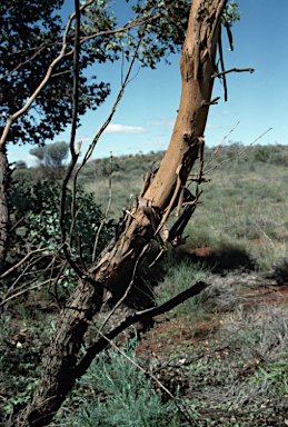 APII jpeg image of Eucalyptus gamophylla  © contact APII