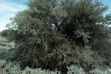 APII jpeg image of Lysiana exocarpi subsp. exocarpi  © contact APII