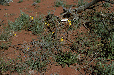 APII jpeg image of Podolepis aristata subsp. auriculata  © contact APII