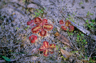 APII jpeg image of Drosera erythrorhiza  © contact APII