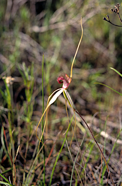 APII jpeg image of Caladenia longicauda  © contact APII