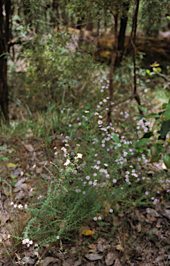 APII jpeg image of Olearia elaeophila  © contact APII