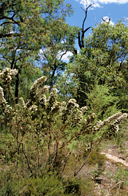 APII jpeg image of Hakea ruscifolia  © contact APII