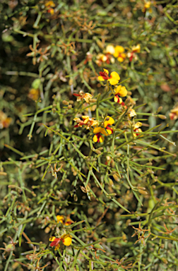 APII jpeg image of Daviesia incrassata  © contact APII