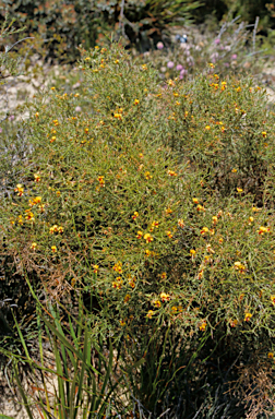 APII jpeg image of Daviesia incrassata  © contact APII