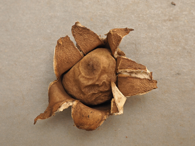 APII jpeg image of Geastrum velutinum  © contact APII