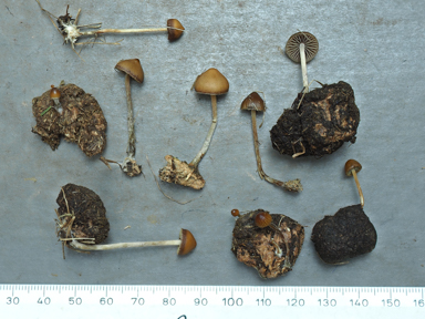 APII jpeg image of Psilocybe stercicola  © contact APII