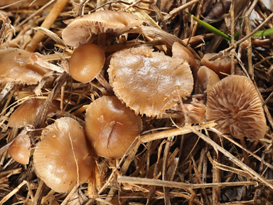 APII jpeg image of Deconica subviscida  © contact APII