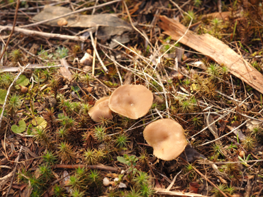 APII jpeg image of Singerocybe clitocyboides  © contact APII