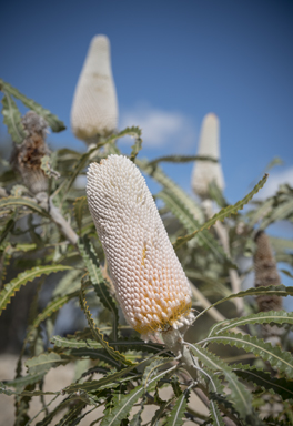 APII jpeg image of Banksia prionotes  © contact APII