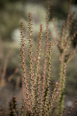 APII jpeg image of Epacris purpurascens var. purpurascens  © contact APII