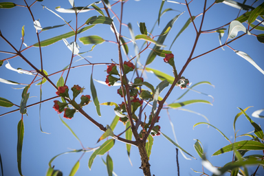 APII jpeg image of Eucalyptus erythrocorys  © contact APII