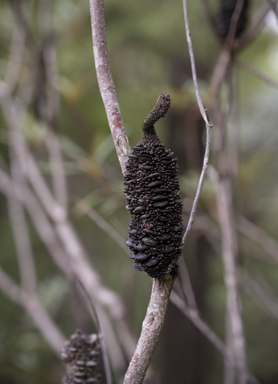 APII jpeg image of Banksia paludosa  © contact APII