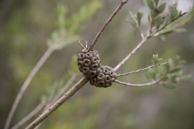 APII jpeg image of Melaleuca nesophila  © contact APII