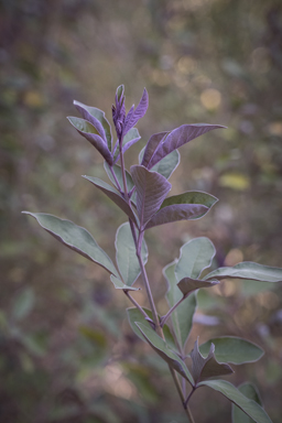 APII jpeg image of Vitex trifolia var. subtrisecta  © contact APII