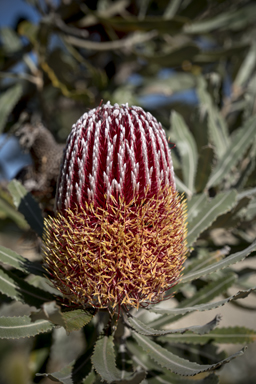 APII jpeg image of Banksia menziesii  © contact APII