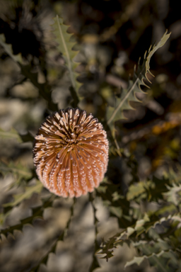 APII jpeg image of Banksia ashbyi subsp. ashbyi  © contact APII