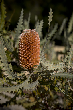 APII jpeg image of Banksia ashbyi subsp. ashbyi  © contact APII