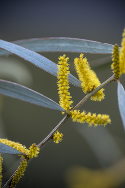 APII jpeg image of Acacia olgana  © contact APII