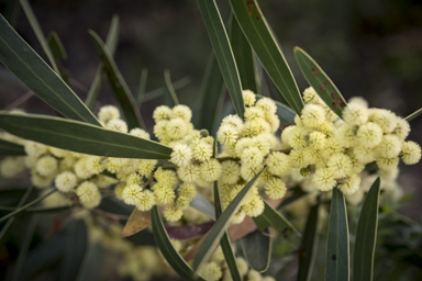 APII jpeg image of Acacia beckleri  © contact APII