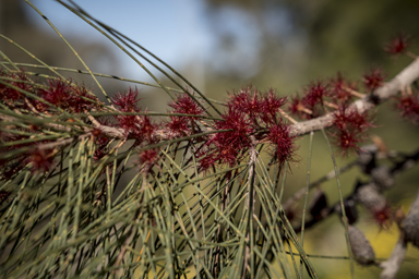 APII jpeg image of Allocasuarina littoralis  © contact APII