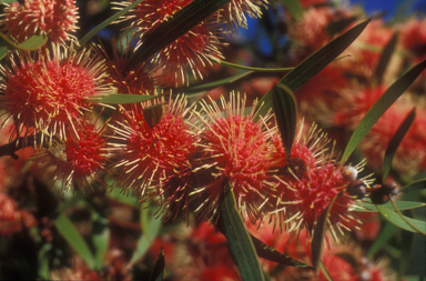 APII jpeg image of Hakea 'Kincora'  © contact APII