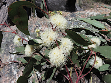 APII jpeg image of Eucalyptus blakelyi  © contact APII