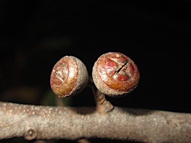 APII jpeg image of Eucalyptus caliginosa  © contact APII