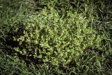 APII jpeg image of Acanthospermum hispidum  © contact APII