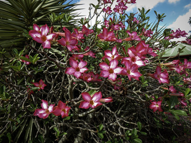 APII jpeg image of Adenium obesum  © contact APII